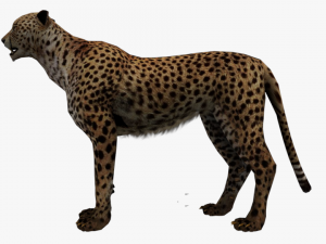 rigged low poly leopard cheetah snow leopard white leopard animal 3D Model