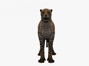 rigged low poly leopard cheetah snow leopard white leopard animal 3D Model