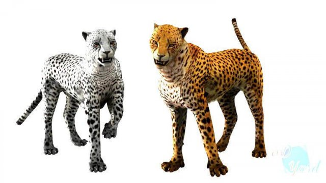 rigged low poly leopard cheetah snow leopard white leopard animal 3D Model .c4d .max .obj .3ds .fbx .stl .blend 