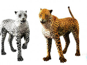 rigged low poly leopard cheetah snow leopard white leopard animal 3D Model