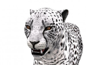 rigged low poly leopard cheetah snow leopard white leopard animal 3D Model