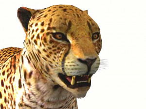 rigged low poly leopard cheetah snow leopard white leopard animal 3D Model
