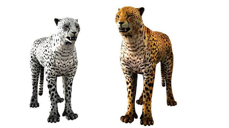 cheetah 3d tutorials