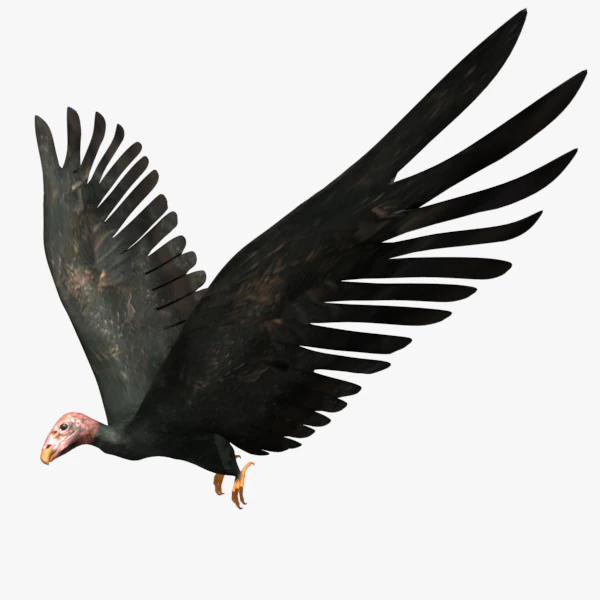 game ready rigged vulture condor 3D Model .c4d .max .obj .3ds .fbx .stl .blend