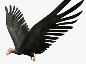 Game-ready opgetuigde giercondor 3D Model