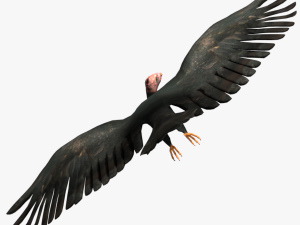 game ready rigged vulture condor 3D Модель