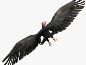 game ready rigged vulture condor 3D Model