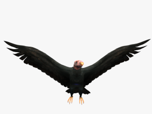 game ready rigged vulture condor 3D Модель