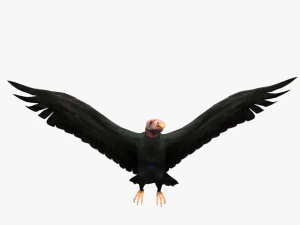 game ready rigged vulture condor 3D Model