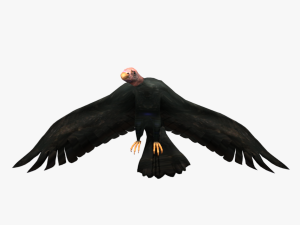game ready rigged vulture condor 3D Модель