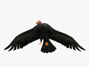game ready rigged vulture condor 3D Model