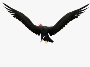 game ready rigged vulture condor 3D Модель