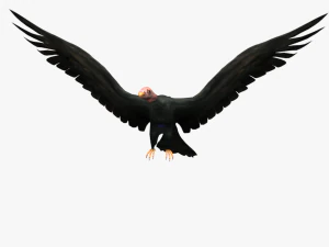 game ready rigged vulture condor 3D Model