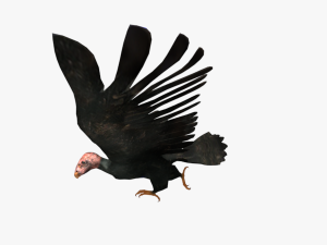 game ready rigged vulture condor 3D Модель