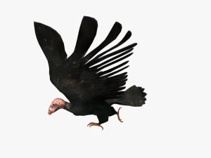 game ready rigged vulture condor 3D Model