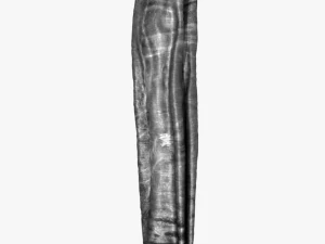 jeans 3D Model