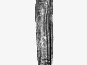 jeans Modello 3D