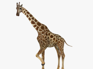 low poy rigged giraffe 3D मॉडल