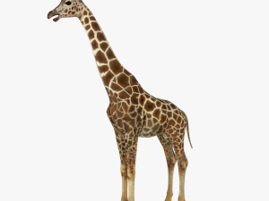 low poy rigged giraffe 3D मॉडल
