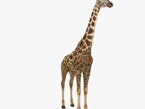 low poy rigged giraffe 3D मॉडल