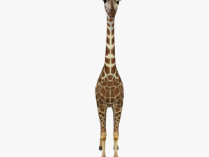 low poy rigged giraffe 3D मॉडल