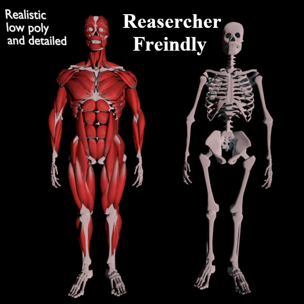 human anatomy muscle body low poly complete 3D Model .c4d .max .obj .3ds .fbx .stl .blend 