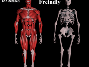 human anatomy muscle body low poly complete 3D Model