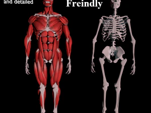 anatomie humaine muscle corps low poly complet Modèle 3D