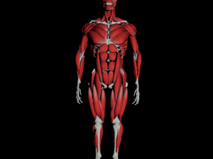human anatomy muscle body low poly complete Model 3D