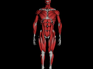 human anatomy muscle body low poly complete 3D Model