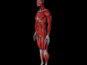 human anatomy muscle body low poly complete Model 3D