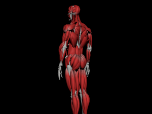 human anatomy muscle body low poly complete Model 3D