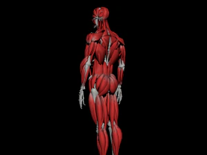 human anatomy muscle body low poly complete 3D Model