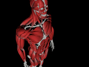 human anatomy muscle body low poly complete 3D Model