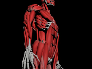 human anatomy muscle body low poly complete 3D Model