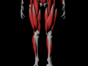 human anatomy muscle body low poly complete Model 3D