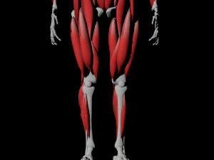 human anatomy muscle body low poly complete 3D Model