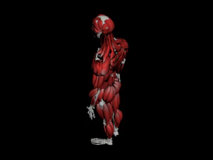 human anatomy muscle body low poly complete 3D Model