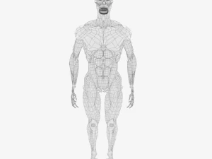 human anatomy muscle body low poly complete 3D Model