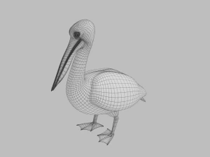 realistic pelican 3D Model
