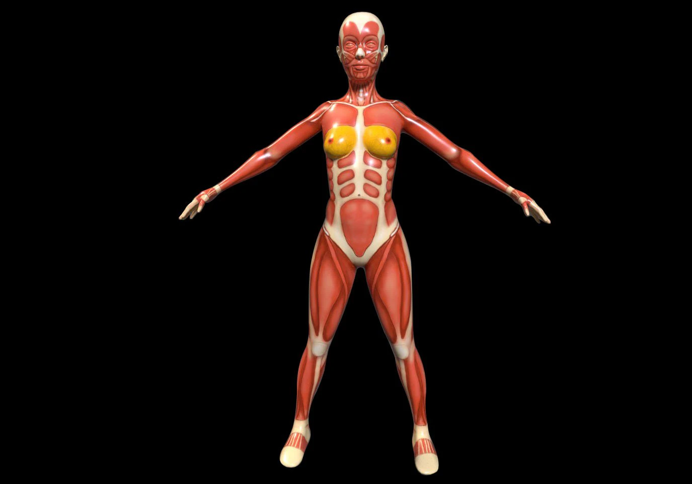 female anatomy human 3D Model .c4d .max .obj .3ds .fbx .stl .blend 