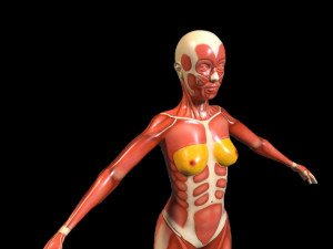 female anatomy human 3D Модель