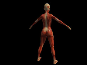 female anatomy human 3D Модель