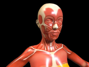 female anatomy human 3D Модель
