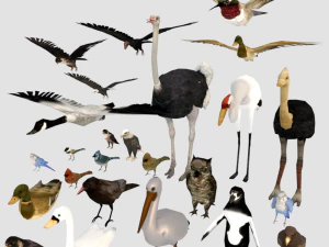 25 low poly bird collection game ready 3D Model