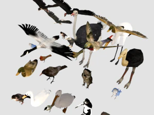 25 low poly bird collection game ready 3D Model