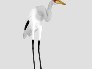 25 low poly bird collection game ready Model 3D