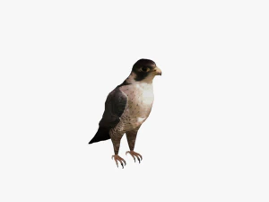 25 low poly bird collection game ready 3D Model