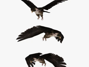 25 low poly bird collection game ready 3D Model