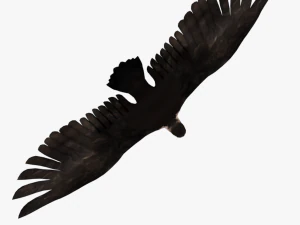 25 low poly bird collection game ready 3D Model